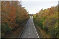 Autumnal Trees in a Cutting on the A15