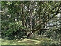 Coppiced oak, Priory Park, Warwick