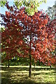 TQ8437 : Autumn colour, Millennium Field by N Chadwick