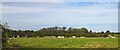 Field south of Skellow, from the railway