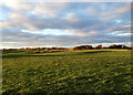 Late-afternoon sunlight on fields near Clannochdyke