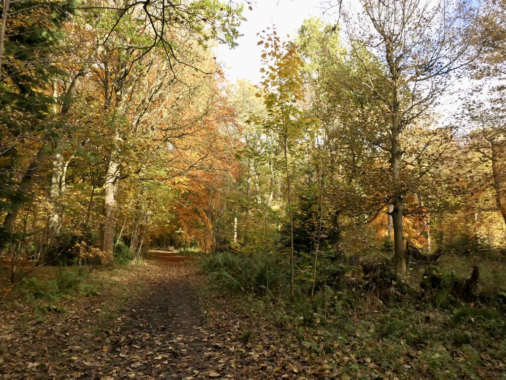 Path, Dalkeith Park © Richard Webb :: Geograph Britain and Ireland