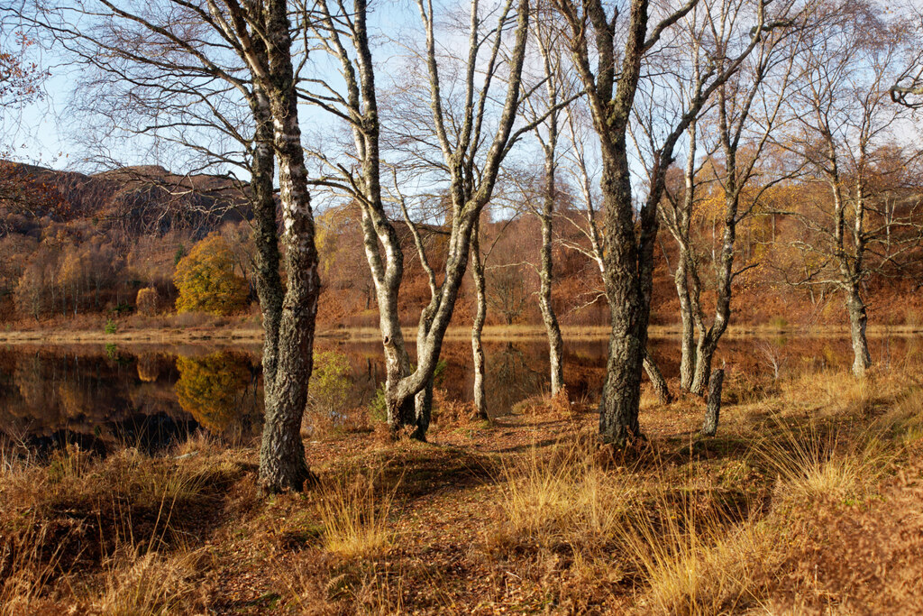 Silver Birch Trees By Loch Ruith A © Julian Paren Geograph Britain And Ireland 6989