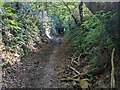 Looking south along the bridleway