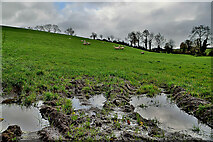 H4268 : Muddy ground, Rakeeragh by Kenneth  Allen