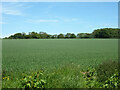 Field north of Westcourt Lane, Shepherdswell