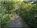 The bridleway near Targate