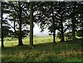 Looking through the trees on Tower Road