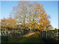 Footpath through the Northern Cemetery, Bulwell