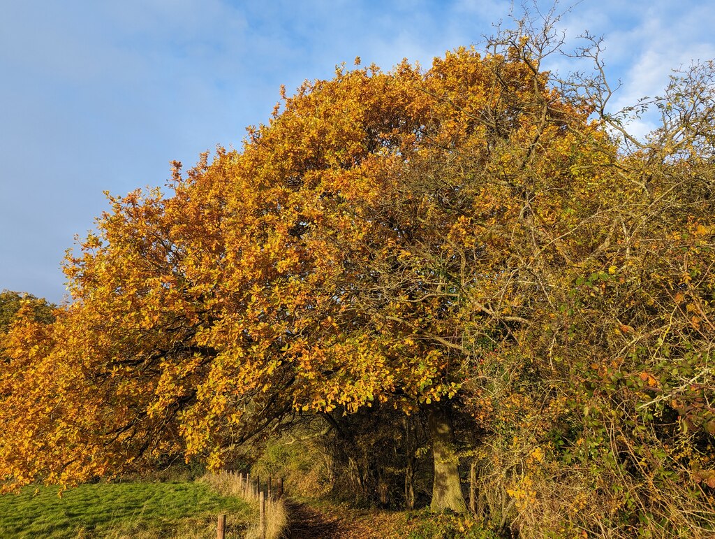 The overhanging oak © Bob Harvey :: Geograph Britain and Ireland