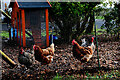 H4764 : Happy hens, Mullaghmore by Kenneth  Allen