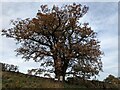 SJ4613 : The Darwin Oak, Shelton by TCExplorer
