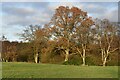 SU2621 : Autumnal trees near Landfordwood Farm by David Martin