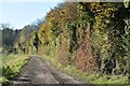 ST9737 : Autumn colours in the hedge by David Martin