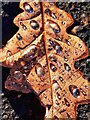 NZ1266 : Water drops on a fallen oak leaf by Andrew Curtis