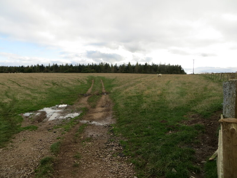 Sheep Pasture And Woodland Near Corse Peter Wood Geograph Britain And Ireland