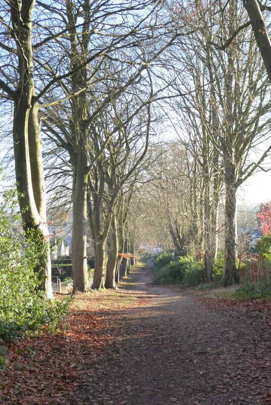 Beech trees on the Fordrough © Philip Halling :: Geograph Britain and ...