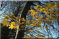 SX9065 : Sycamore leaves, Torquay by Derek Harper