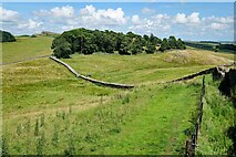 NY7968 : Hadrian's Wall Path at Housesteads by Jeff Buck