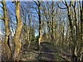 SJ8146 : Path through Noah's Wood by Jonathan Hutchins