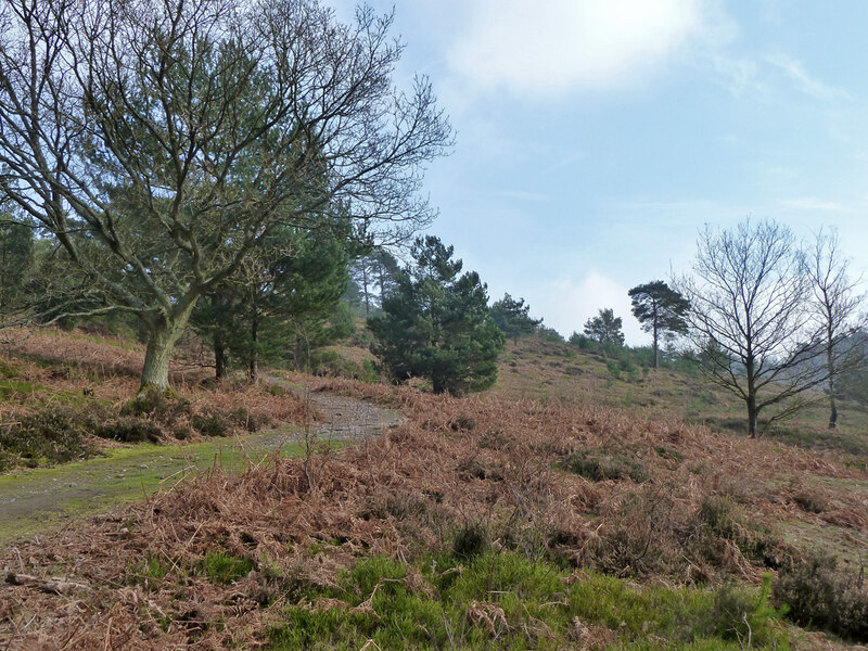 The Duke's Warren © Robin Webster :: Geograph Britain and Ireland