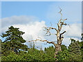 SO8685 : Dead tree near Stourton in Staffordshire by Roger  D Kidd