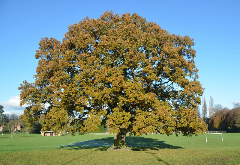 An English Oak In Rowley Park, Stafford © Rod Grealish :: Geograph 