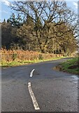 ST5599 : SE along Park Hill Lane, Tidenham, Gloucestershire by Jaggery
