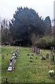 ST5598 : Churchyard yew, Tidenham Chase, Gloucestershire by Jaggery