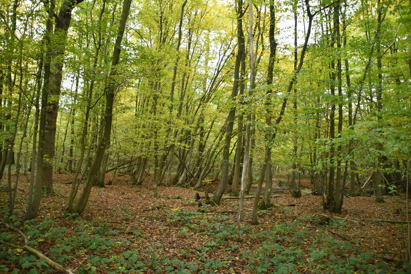 Paul's Wood © N Chadwick :: Geograph Britain and Ireland