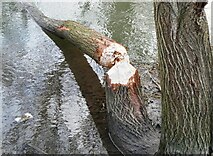 TR1558 : Evidence of beavers, Canterbury by pam fray