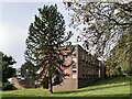 Monkey puzzle tree by Kenilworth Library