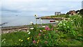 Sandeel Bay, Groomsport and wild flowers