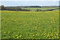 SP0422 : A field of dandelions by Philip Halling