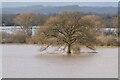 SO8451 : Oak tree in floodwater by Philip Halling