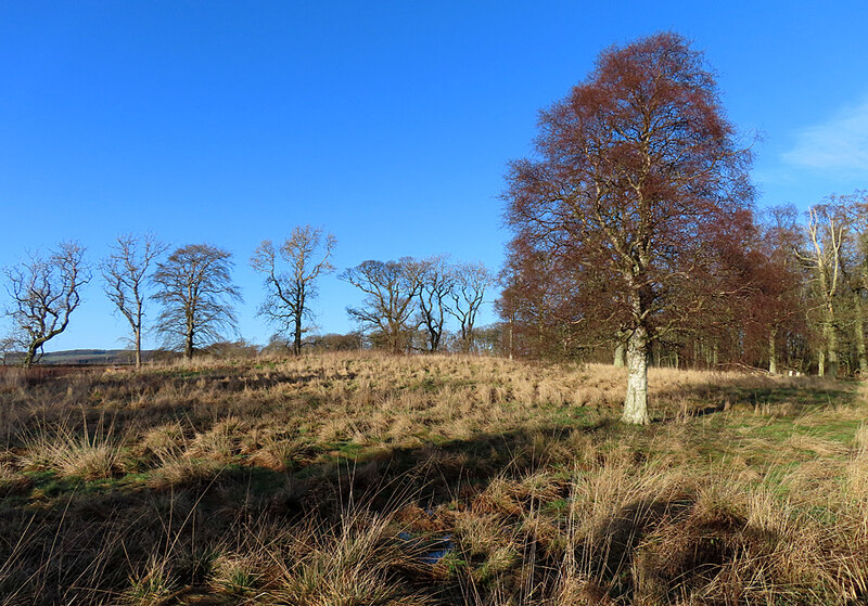 Open Woodland © Anne Burgess Geograph Britain And Ireland 