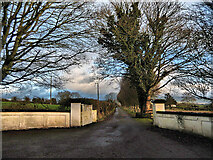 S7360 : Entrance and Avenue by kevin higgins