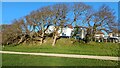 Trees on the edge of Whitecliff Harbourside Park