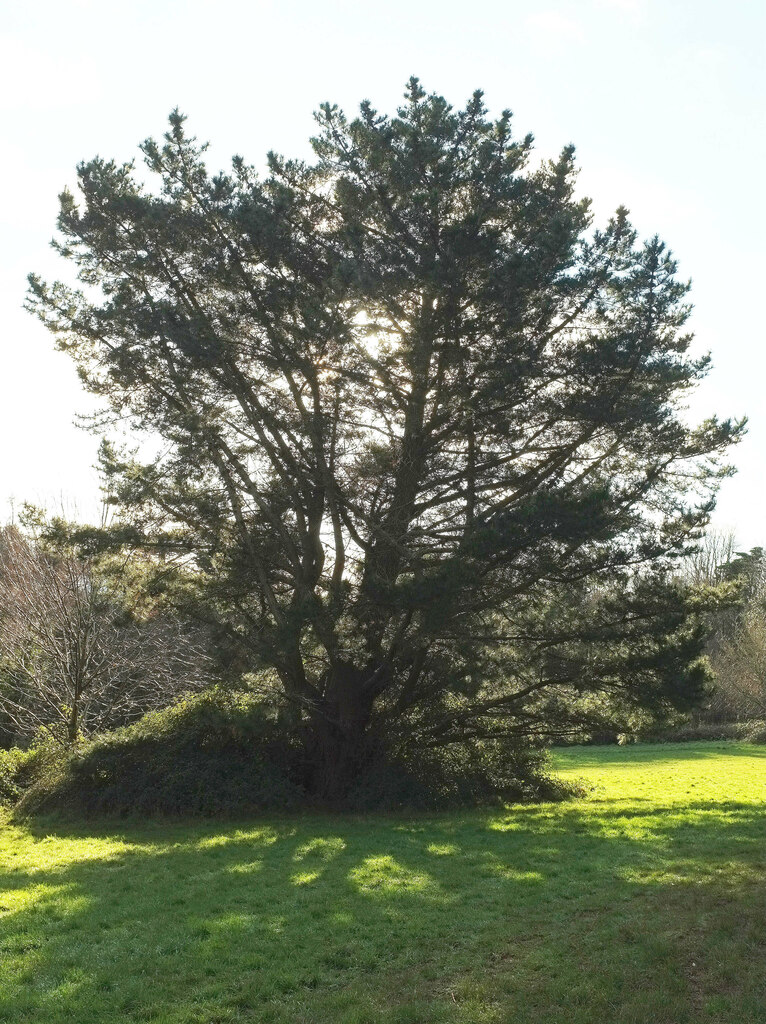 Pine tree, Primley Woods © Derek Harper :: Geograph Britain and Ireland