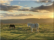 SO0802 : Mountain ponies on Mynydd Cilfach yr Encil by Alan Hughes