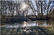 SK5702 : Frozen pond on the Aylestone Meadows by Mat Fascione