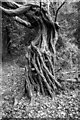 TQ4793 : Exposed roots, Hainault Forest  by Roger Jones