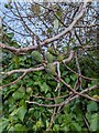 TF0820 : Ficus carica by Bob Harvey