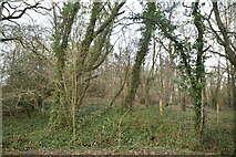 TQ4216 : Woodland by Boast Lane by N Chadwick