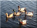 SP9213 : Ducks on Marsworth Reservoir by Rob Farrow