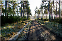 NH7361 : Access to Whitebog Wood from the A832 by Julian Paren