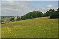 Sloping buttercup meadow / hillside