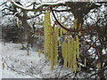 Hazel catkins in Duddas Wood on a snowy day