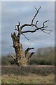 SO7843 : A dead oak tree by Philip Halling