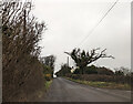 ST4374 : Dead tree and house on the road to Portishead by Rob Purvis